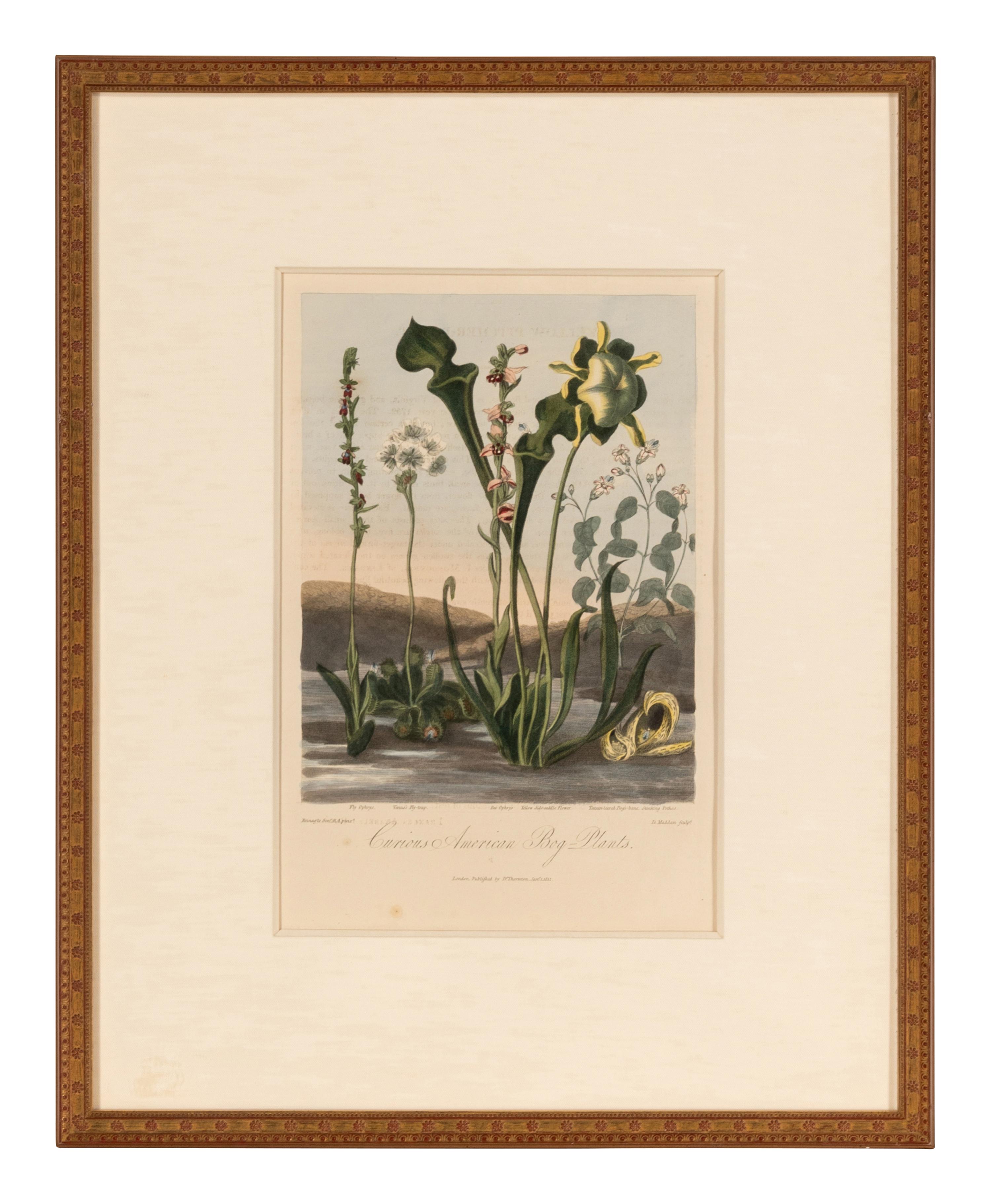 [NATURAL HISTORY]. THORNTON, Robert John (1768-1837). A group of 6 botanical plates from Thornton's 1812 quarto edition Temple of Flora . [London: for the author, 1812].