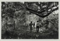 Daufuskie Island, South Carolina, 1952