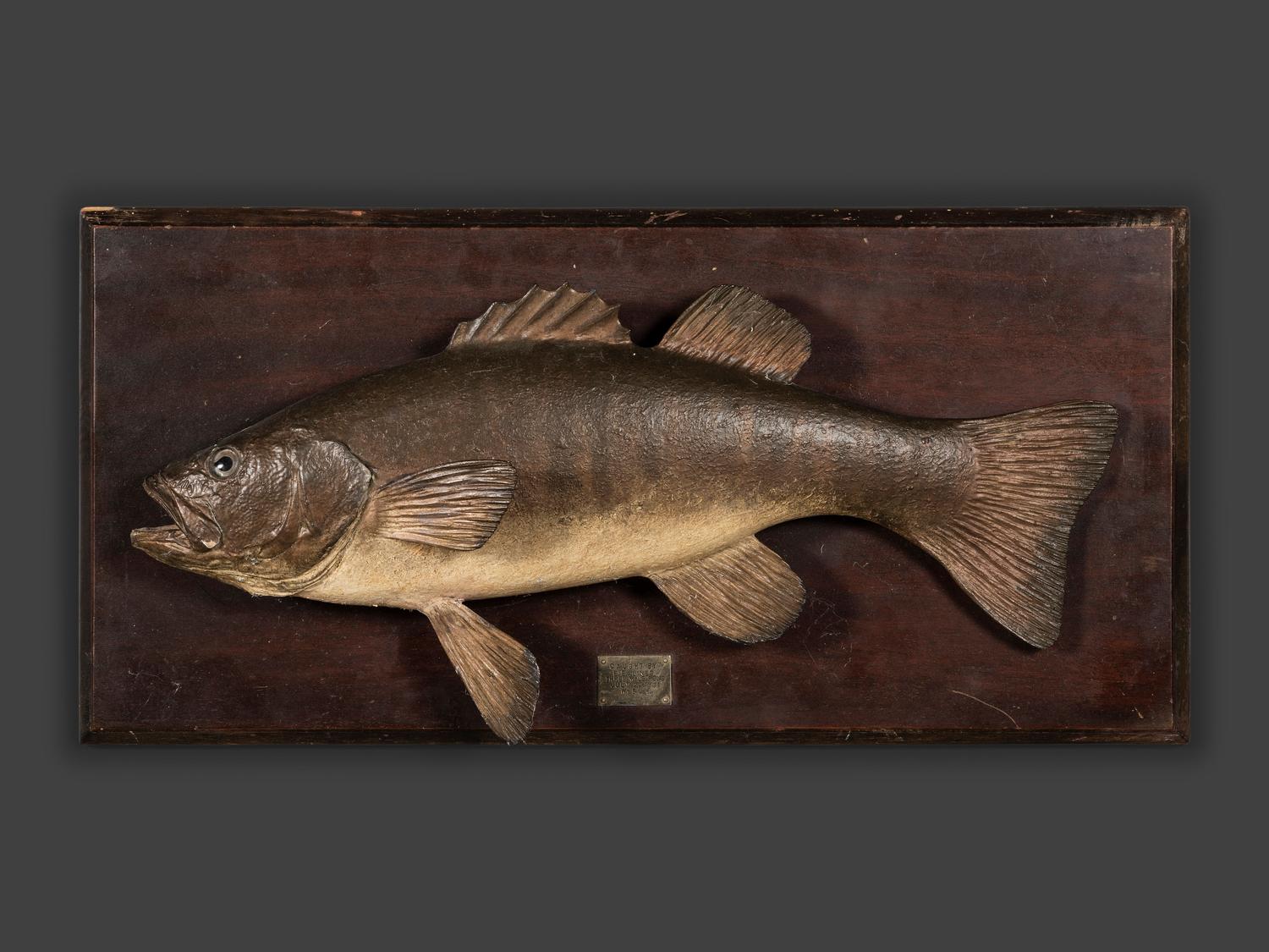Three Mounted Fish Trophies