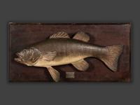 Three Mounted Fish Trophies