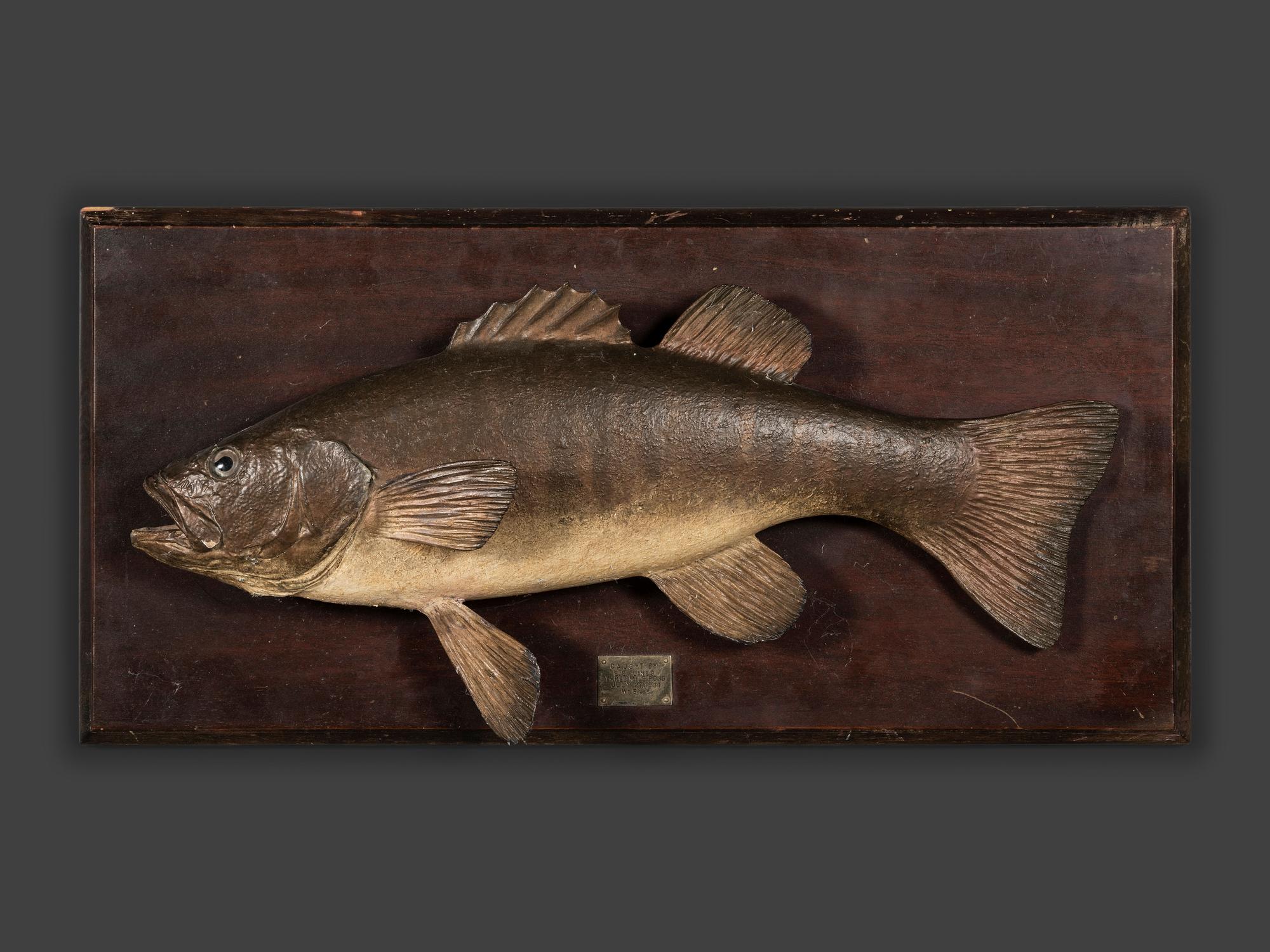 Three Mounted Fish Trophies