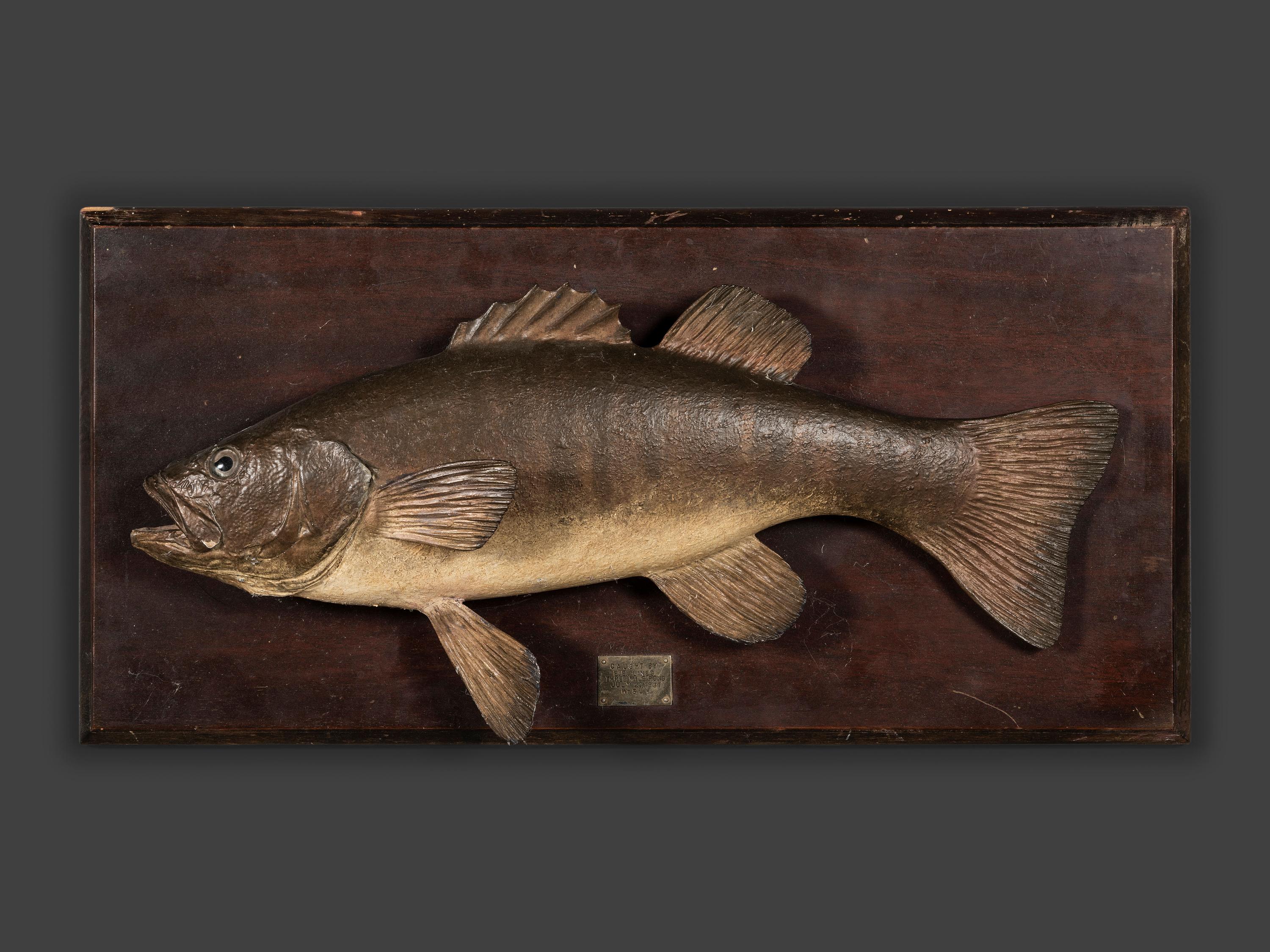 Three Mounted Fish Trophies