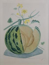 Artist Unknown, , Three color prints depicting fruits.
