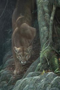 Path of the Panther