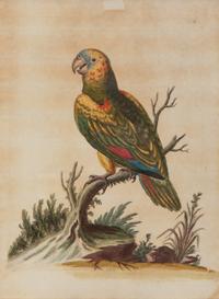A Set of Twelve Hand-Colored Engravings of Parrots from A Natural History of Uncommon Birds by George Edwards (English, 1694-1773)