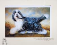 A Photomechanical Reproduction of a Bearded Collie 16 x 22 3/4 inches. — Julie Brennan