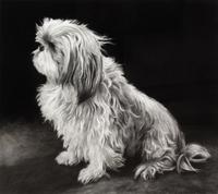 Basil