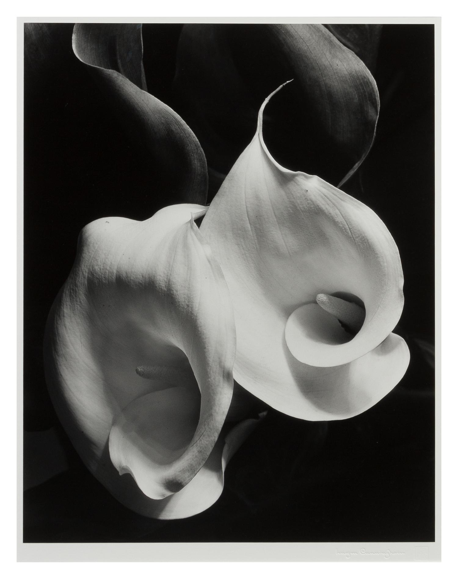 Imogen Cunningham, (American, 1883-1976), Two Callas