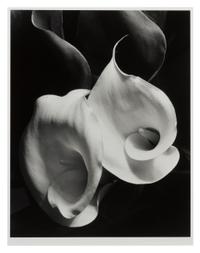 Imogen Cunningham, (American, 1883-1976), Two Callas