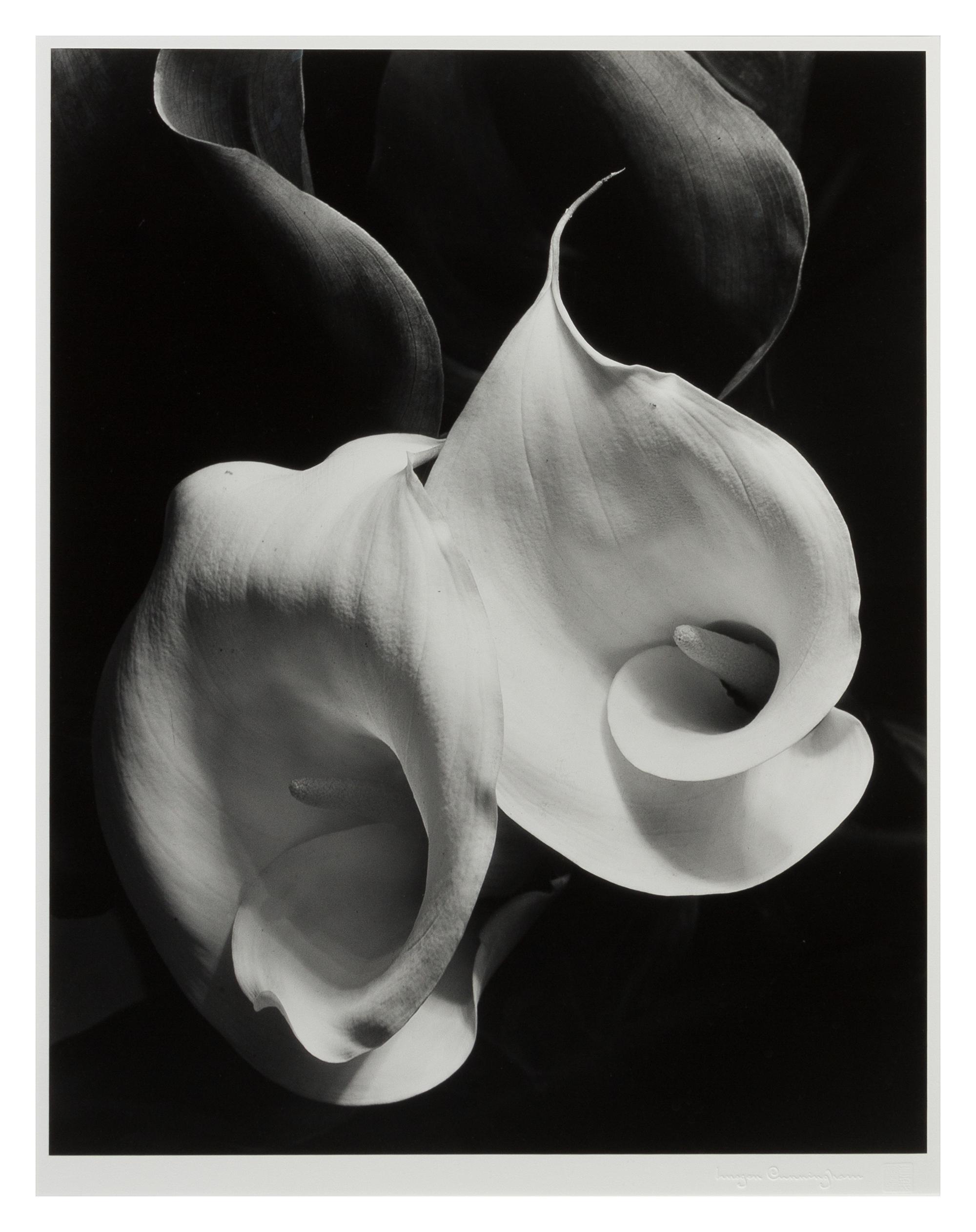 Imogen Cunningham, (American, 1883-1976), Two Callas