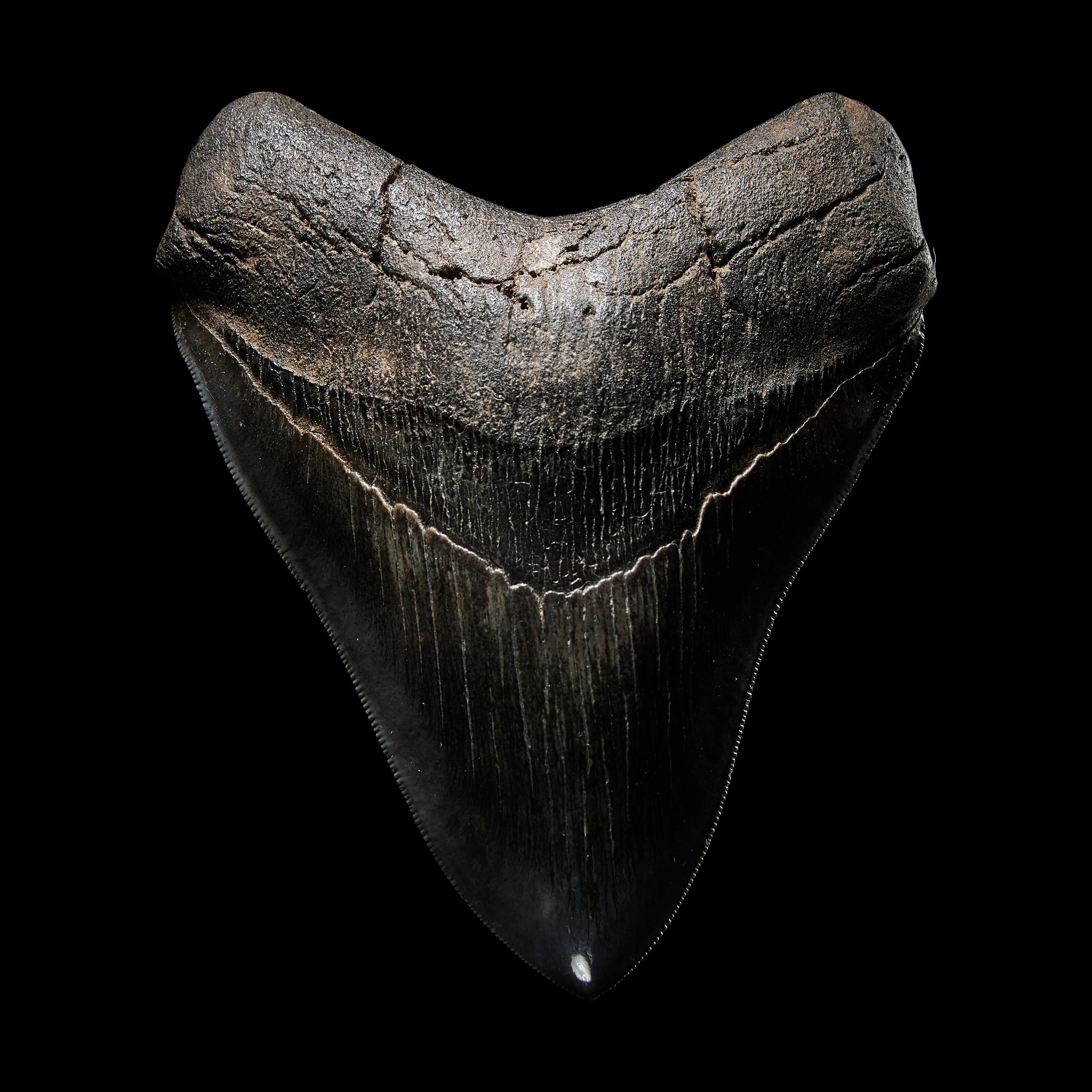 A Megalodon Shark Tooth (Otodus megalodon)