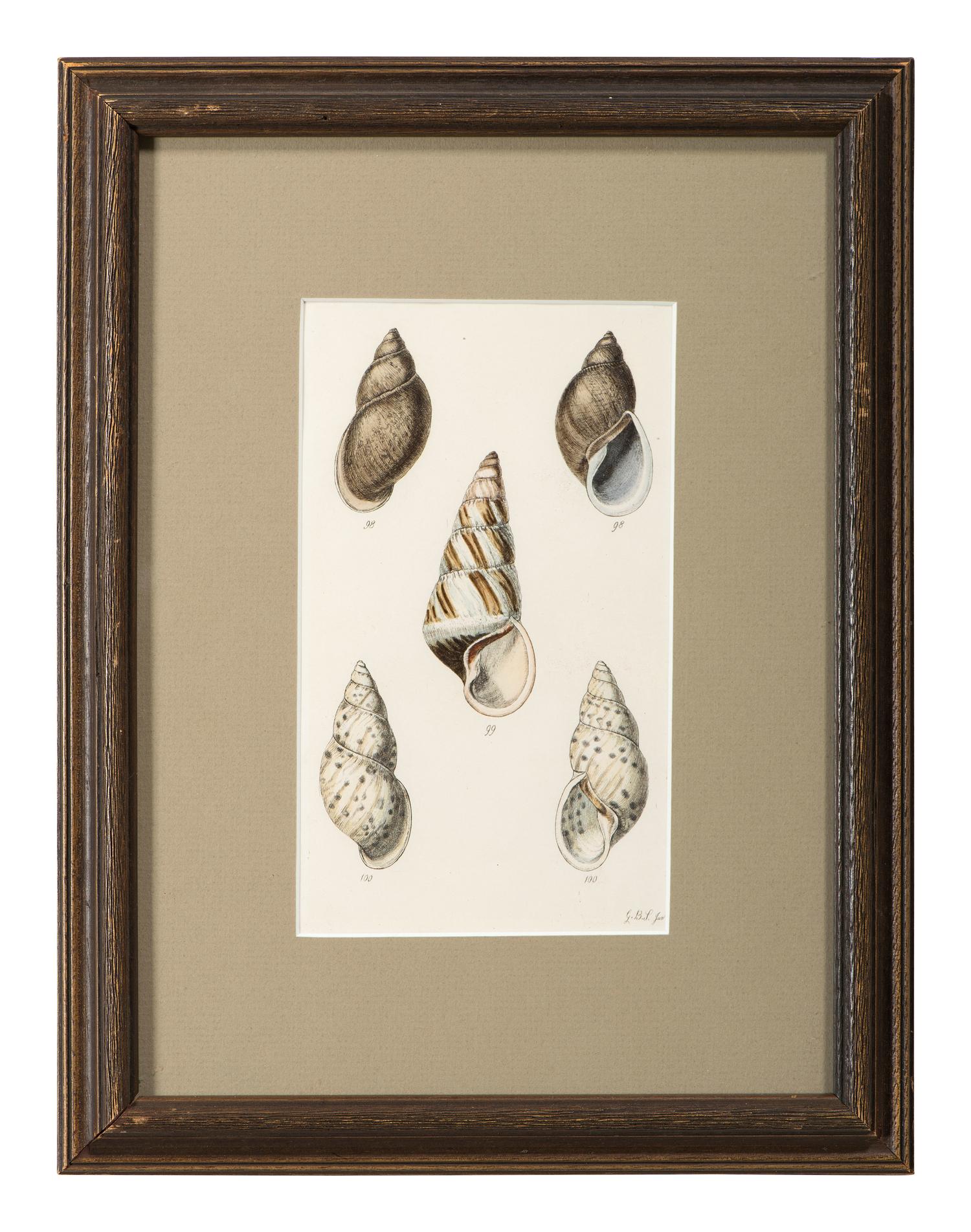 Thirteen Hand-Colored Shell Engravings