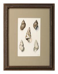 Thirteen Hand-Colored Shell Engravings
