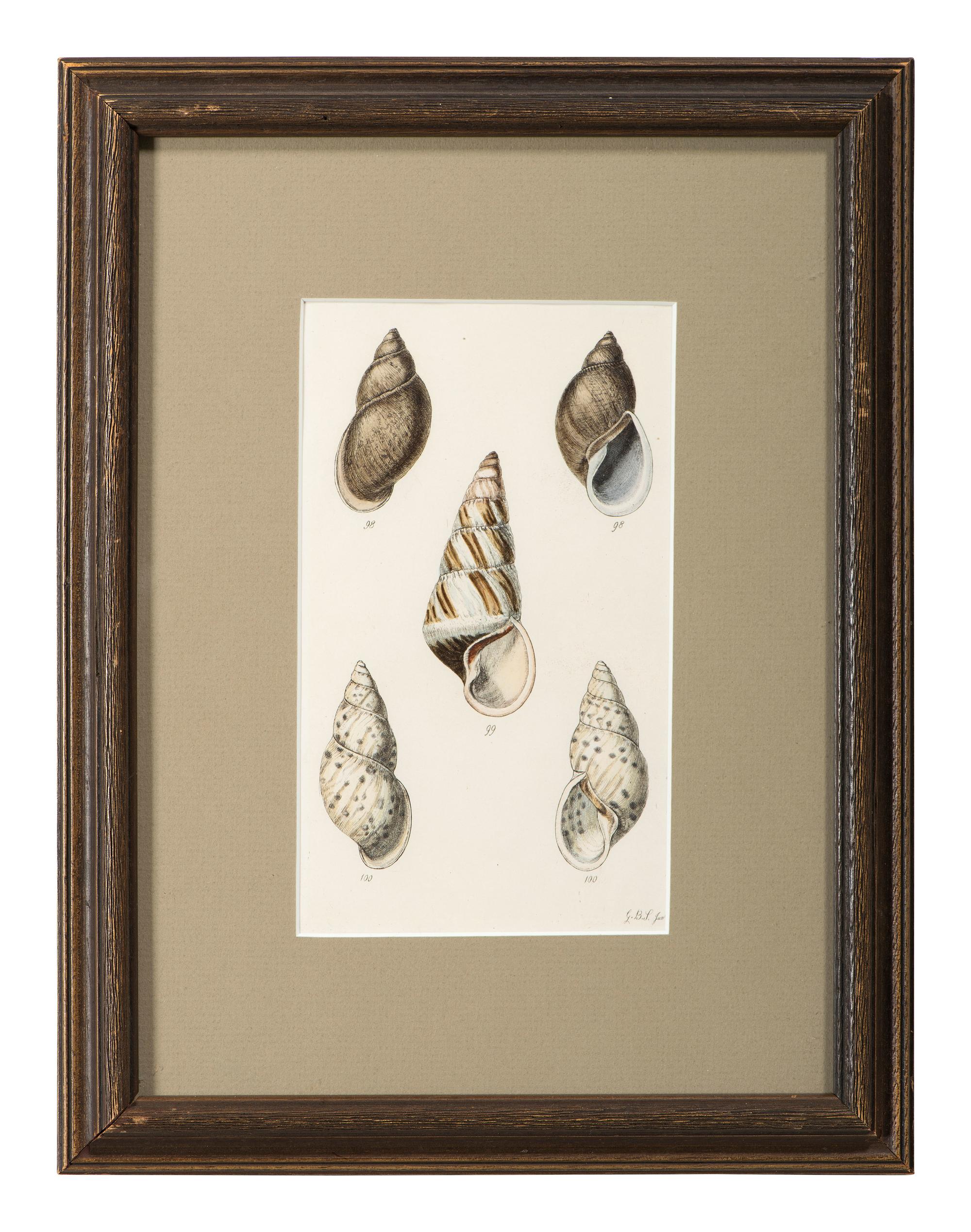 Thirteen Hand-Colored Shell Engravings