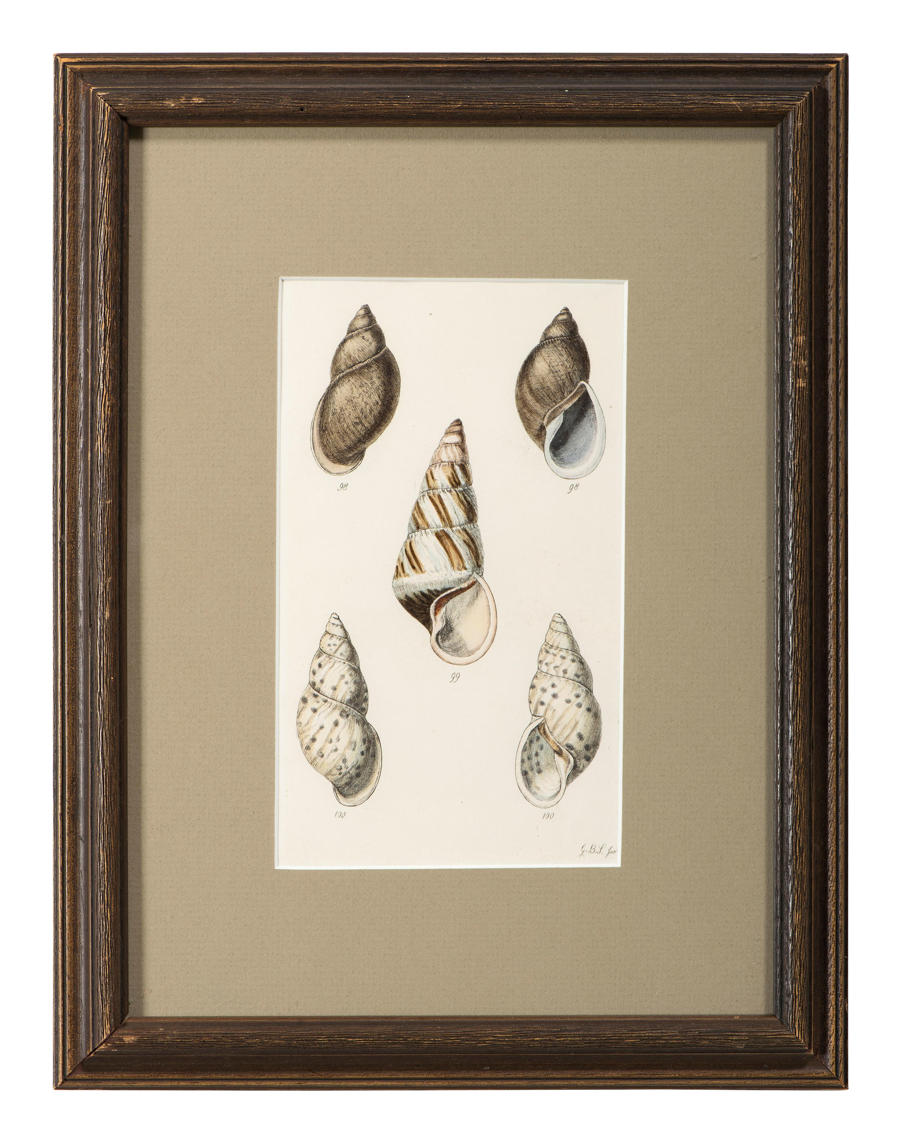Thirteen Hand-Colored Shell Engravings