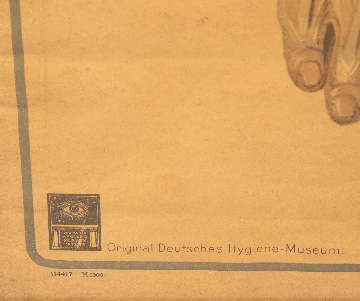 A Pair of German Large Medical Study Prints: Original Deutches Hygiene Museum — CC Meinhold & Sohne, Dresden