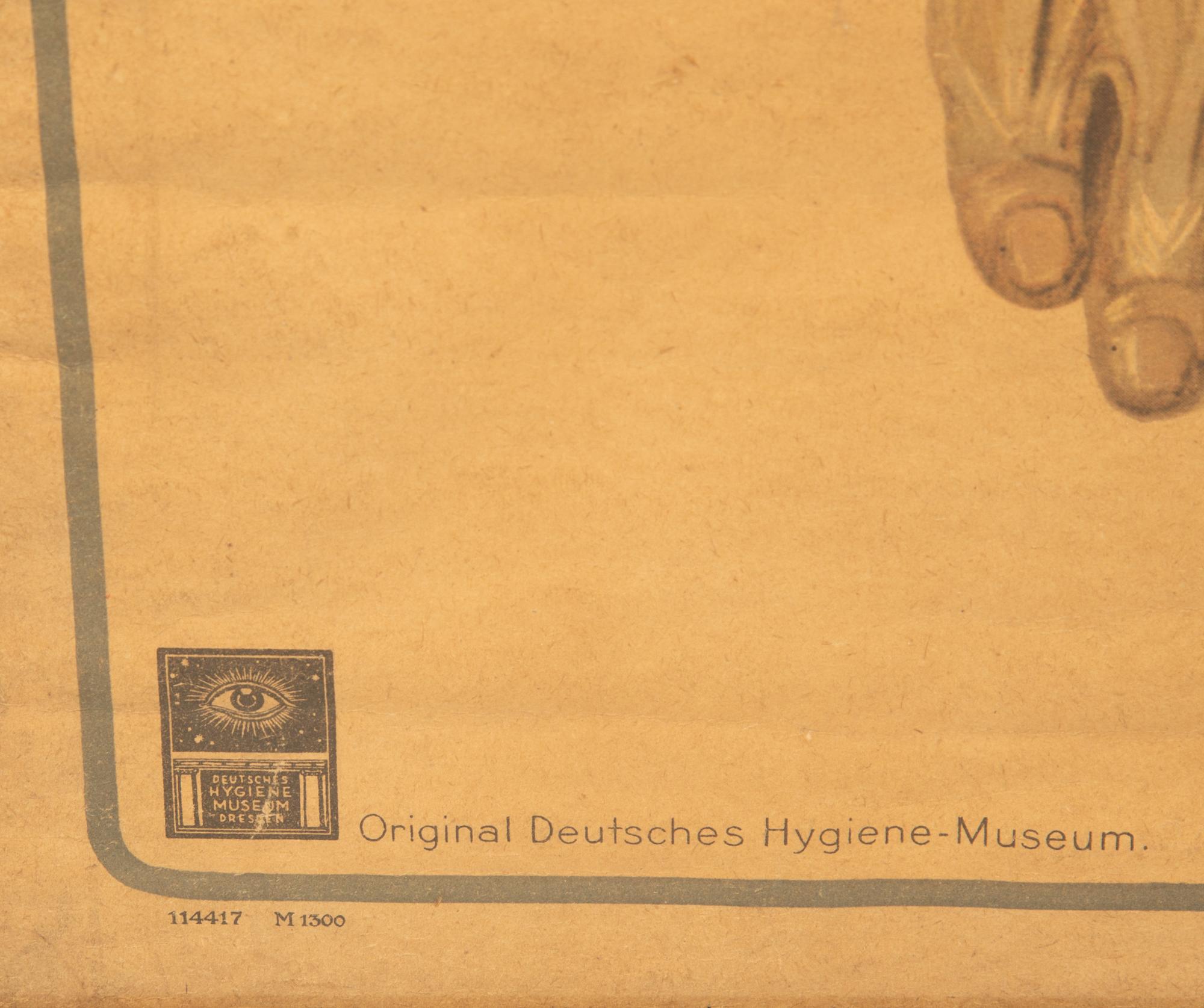 A Pair of German Large Medical Study Prints: Original Deutches Hygiene Museum — CC Meinhold & Sohne, Dresden