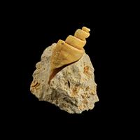 A Group of 13 Natural History Fossils
