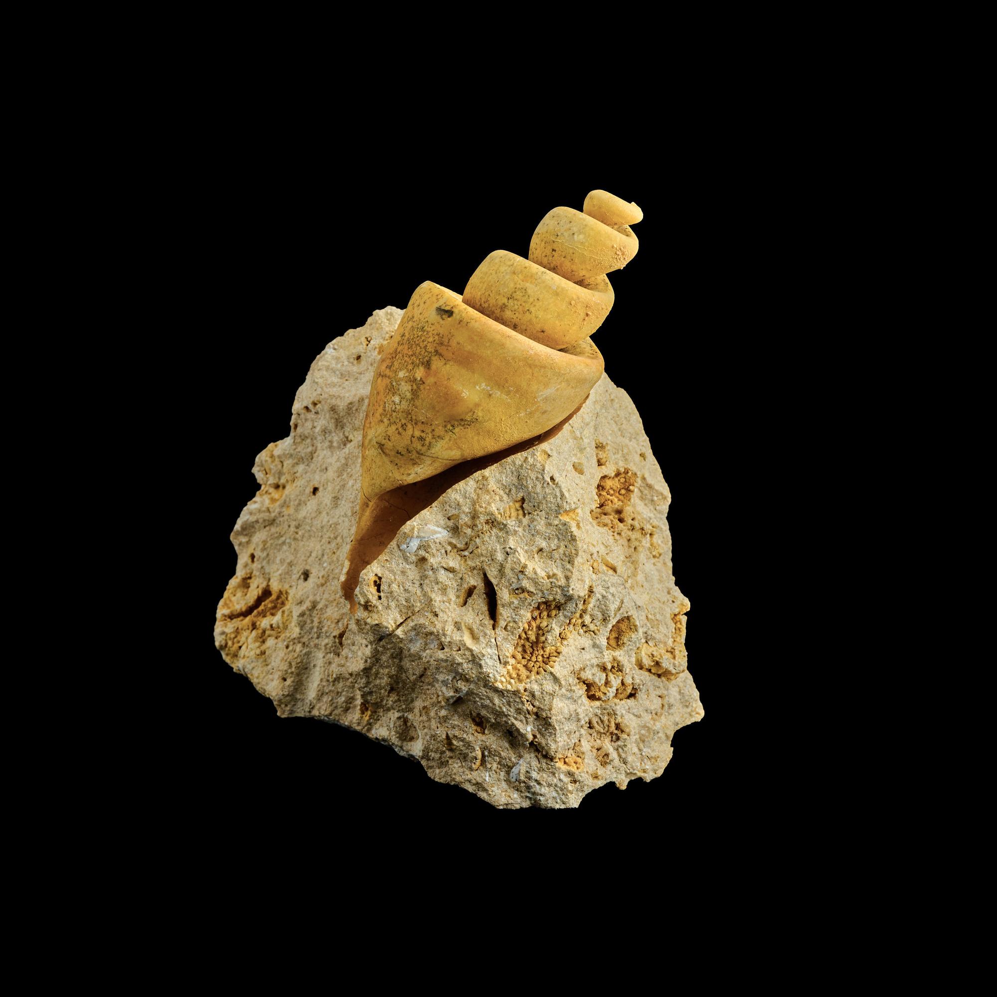 A Group of 13 Natural History Fossils