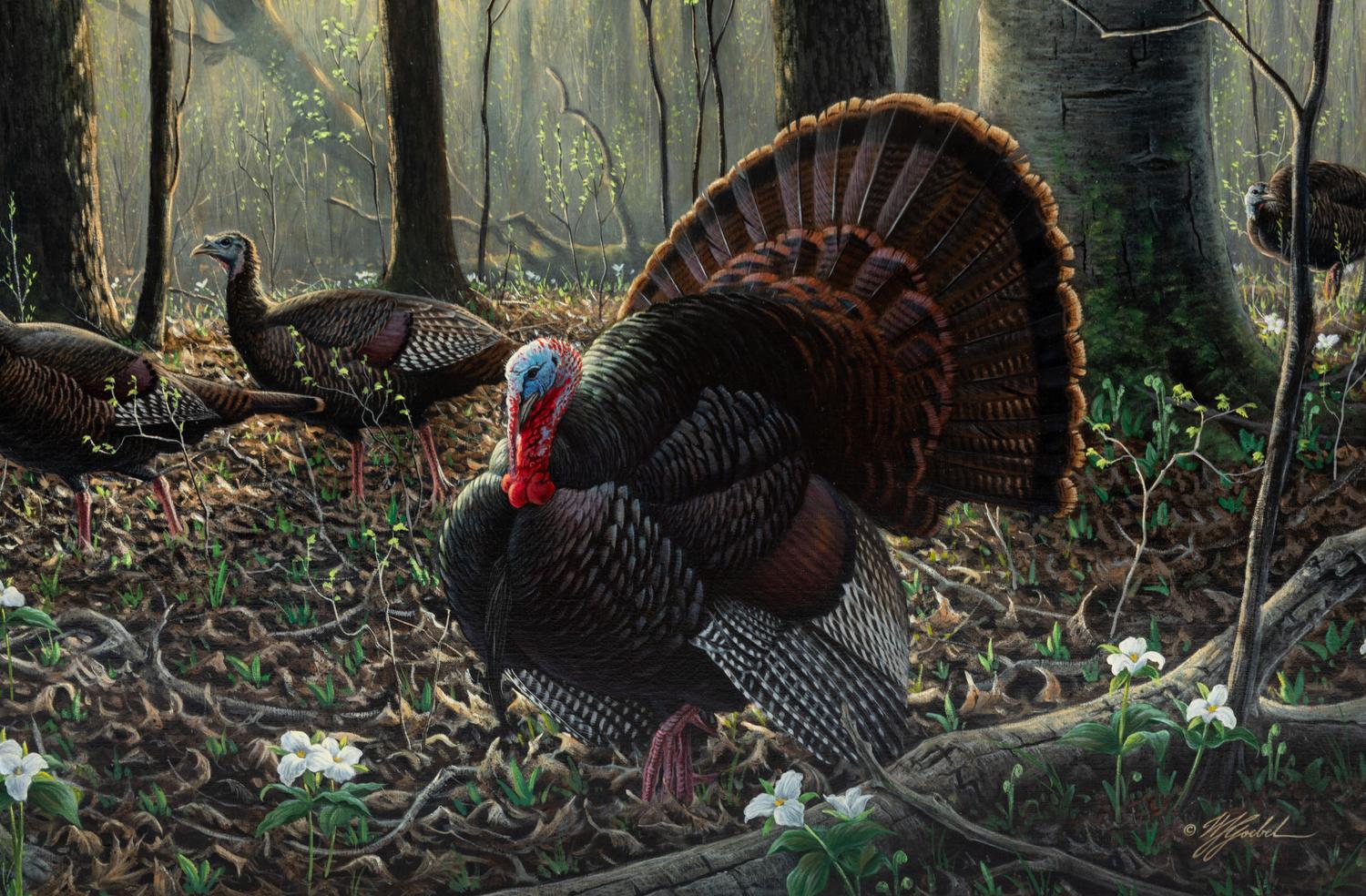 Spring, Wild Turkeys