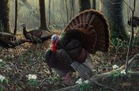 Spring, Wild Turkeys