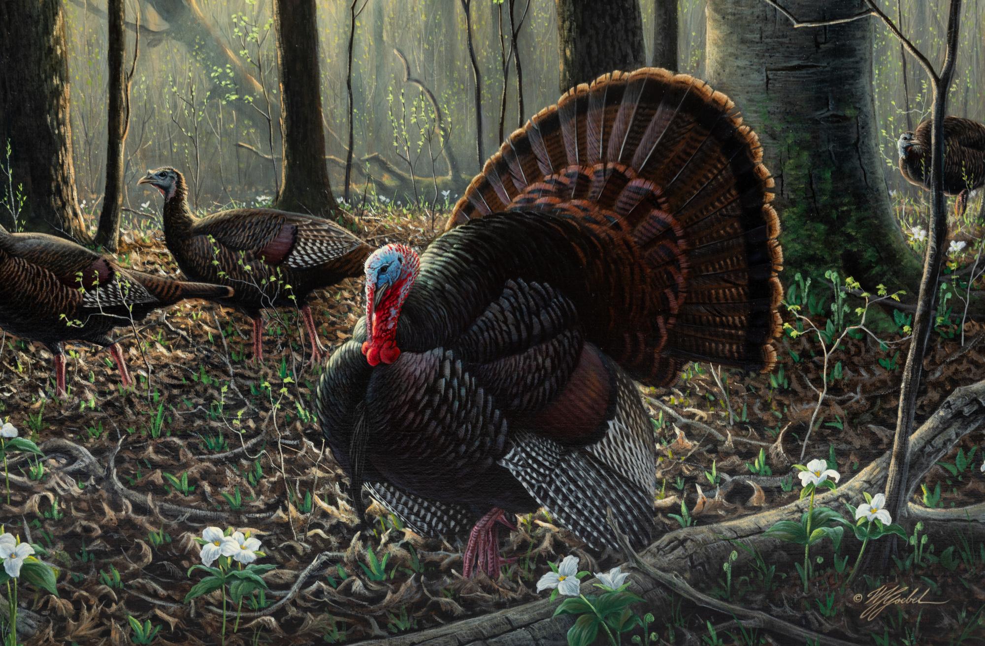 Spring, Wild Turkeys