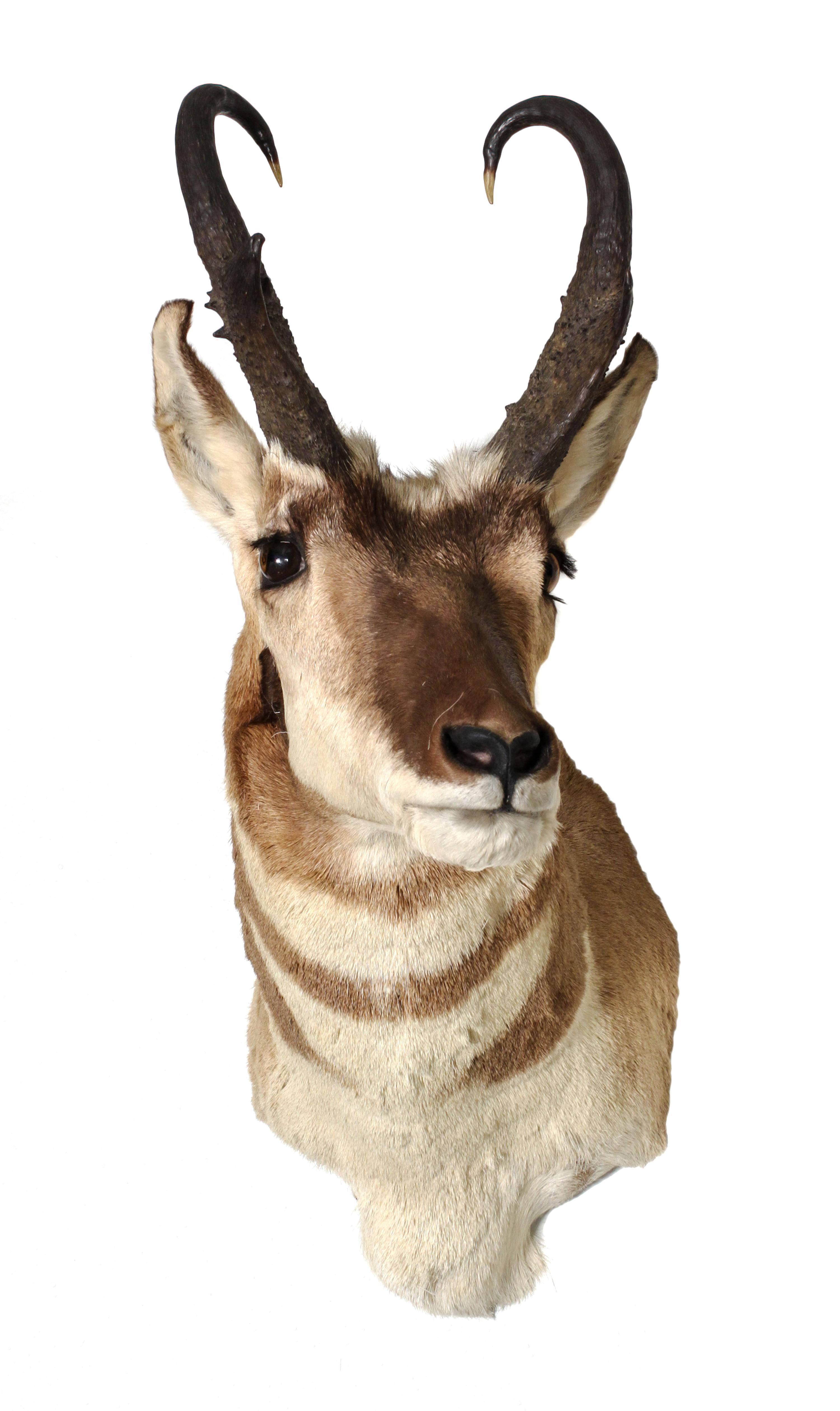 Two Pronghorn Antelope Mounts