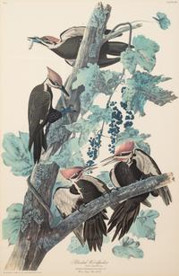 AUDUBON, John James (1785-1851).