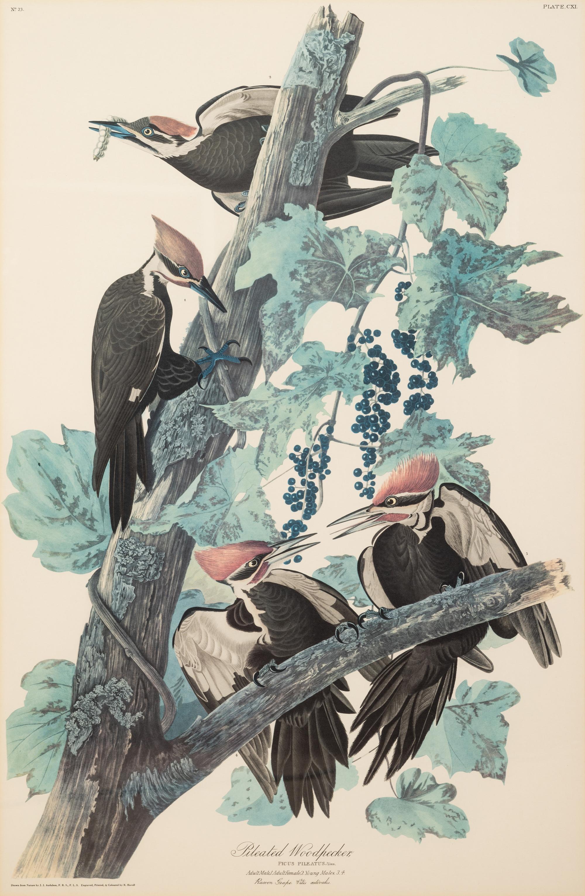 AUDUBON, John James (1785-1851).