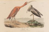 [Natural History] Audubon, John James. Group of 10 prints from the octavo "Birds of America"