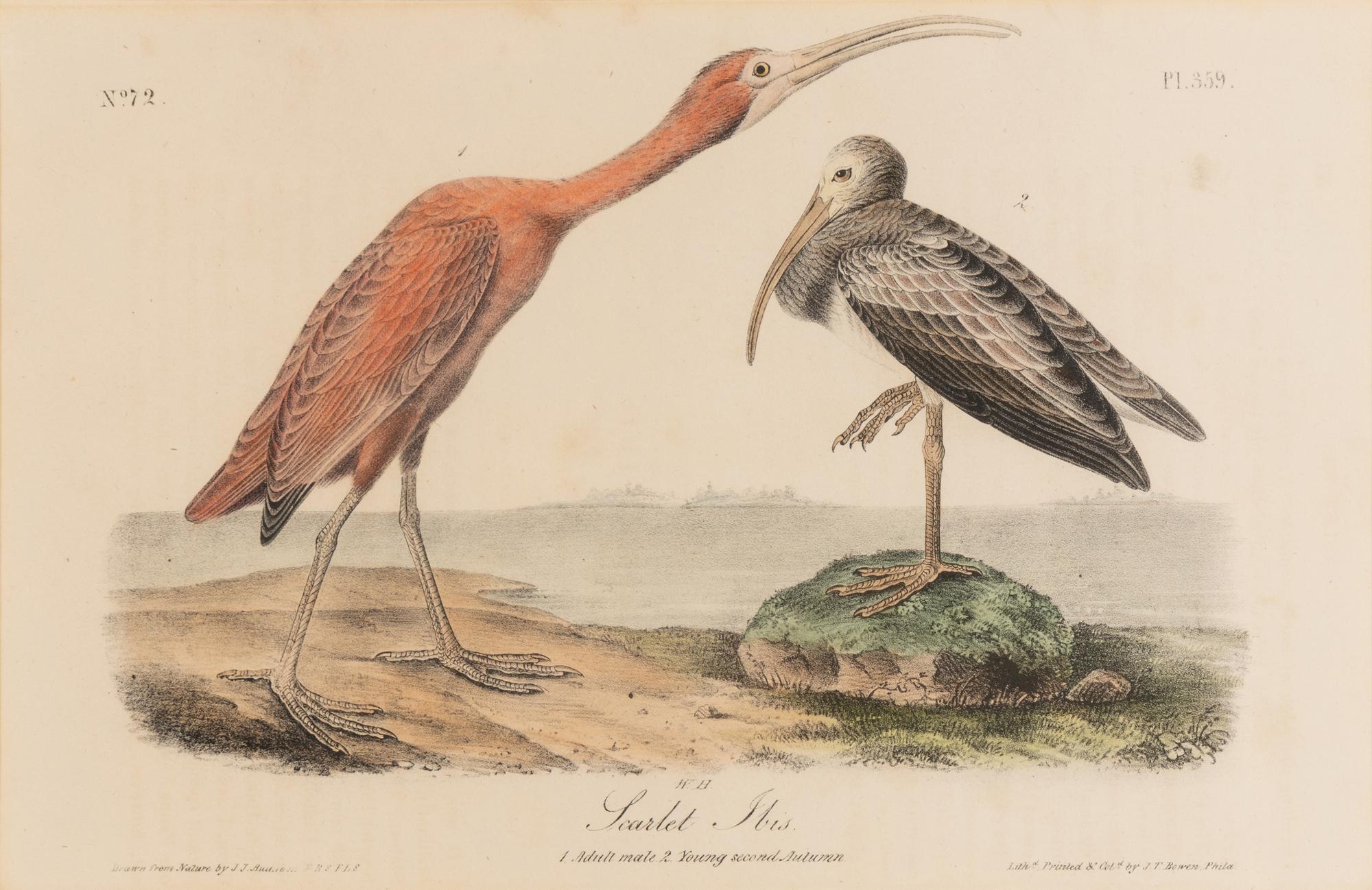 [Natural History] Audubon, John James. Group of 10 prints from the octavo "Birds of America"