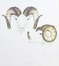 Diane Coleman, (20th Century), Alaskan Dall Ram