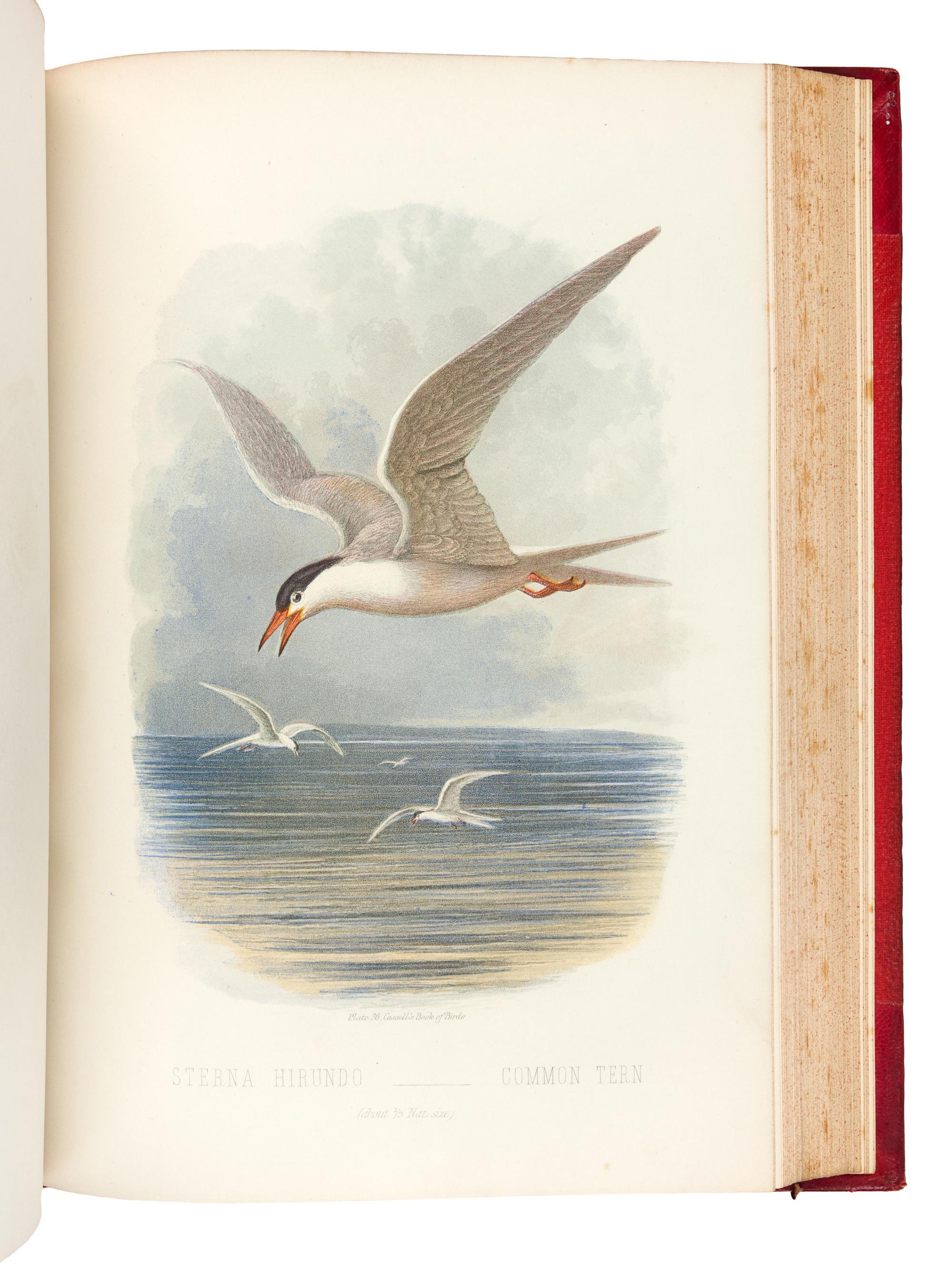 [NATURAL HISTORY]. JONES, Thomas Rymer (1810-1880). Cassell’s Book of Birds. London: Cassell, Petter, and Galpin, [ca 1870].