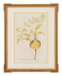 A Set of Four Botanical Prints in Gilt Frames
