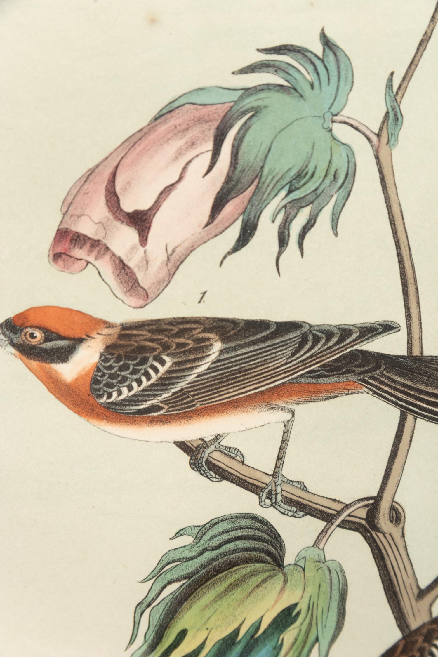 After John James Audubon (American, 1785-1851)