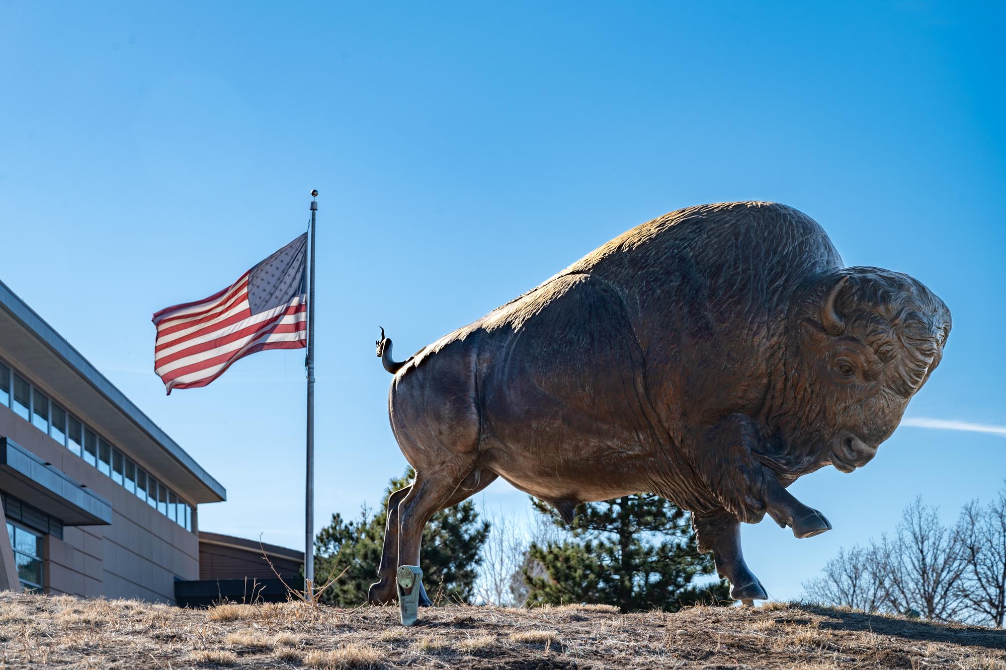 Bull Bison