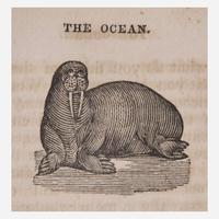 [Children's & Illustrated] [Anderson, Alexander] The Child's Book of the Ocean