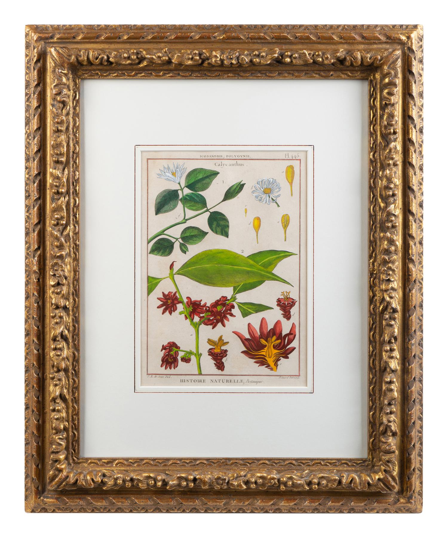 Two Pairs of Hand-Colored Engravings After Henri-Joseph Redoute and Carl Linnaeus — LATE 18TH CENTURY