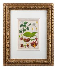 Two Pairs of Hand-Colored Engravings After Henri-Joseph Redoute and Carl Linnaeus — LATE 18TH CENTURY