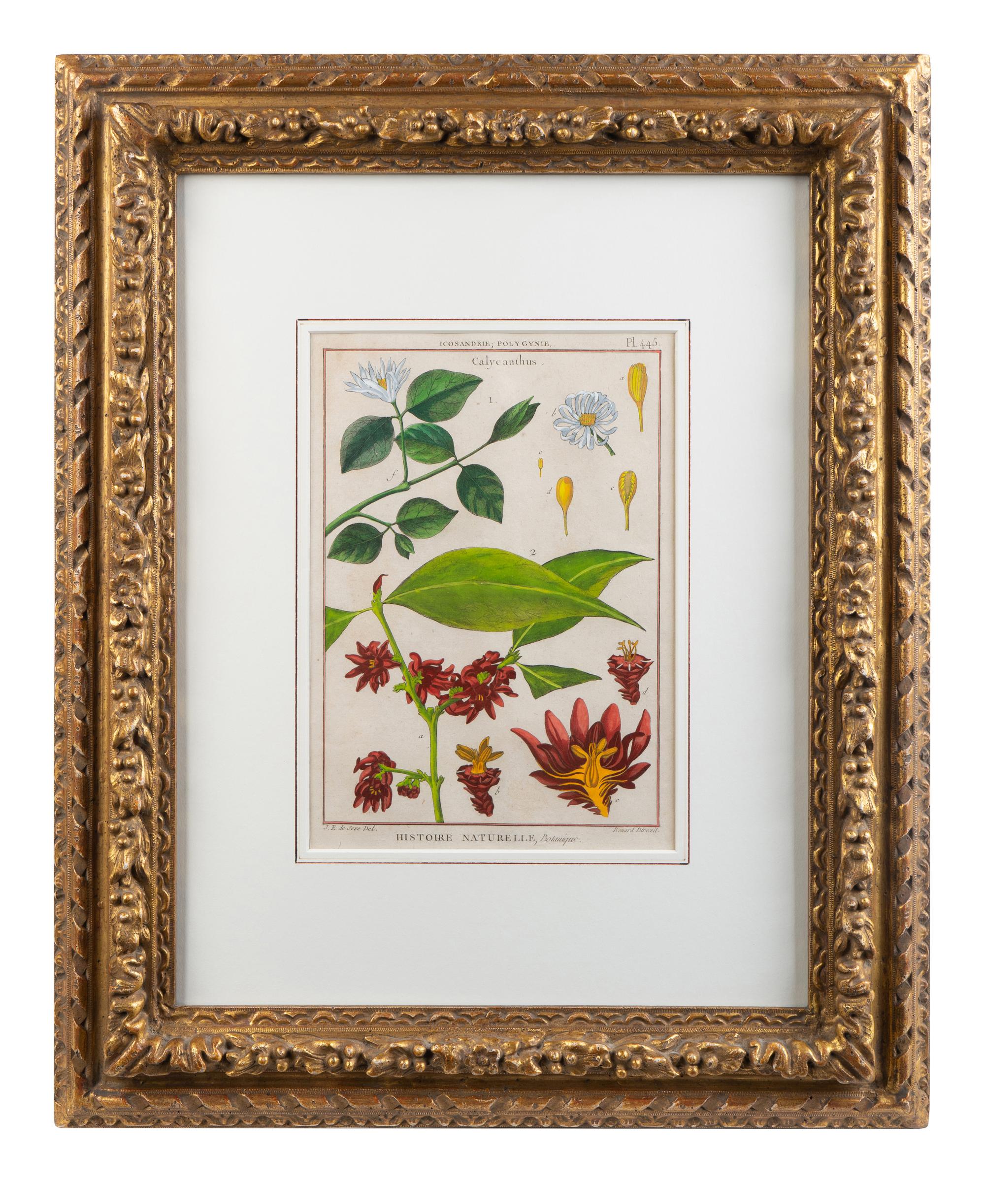 Two Pairs of Hand-Colored Engravings After Henri-Joseph Redoute and Carl Linnaeus — LATE 18TH CENTURY