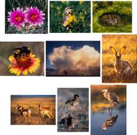Prairie Vision: Images from a Sea of Grass (2002) Twenty Color Photographs