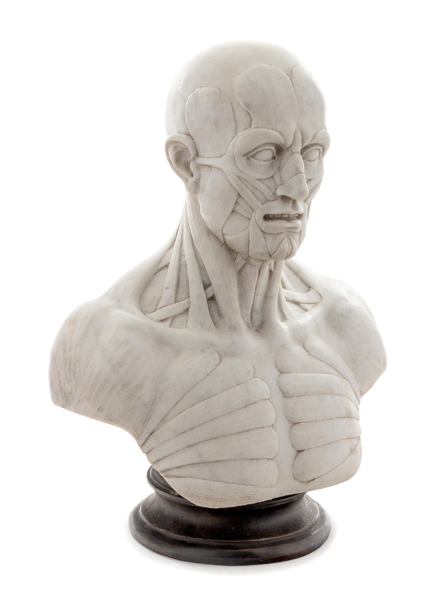 An Italian Marble Anatomical Bust