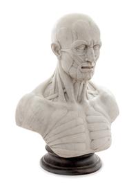 An Italian Marble Anatomical Bust