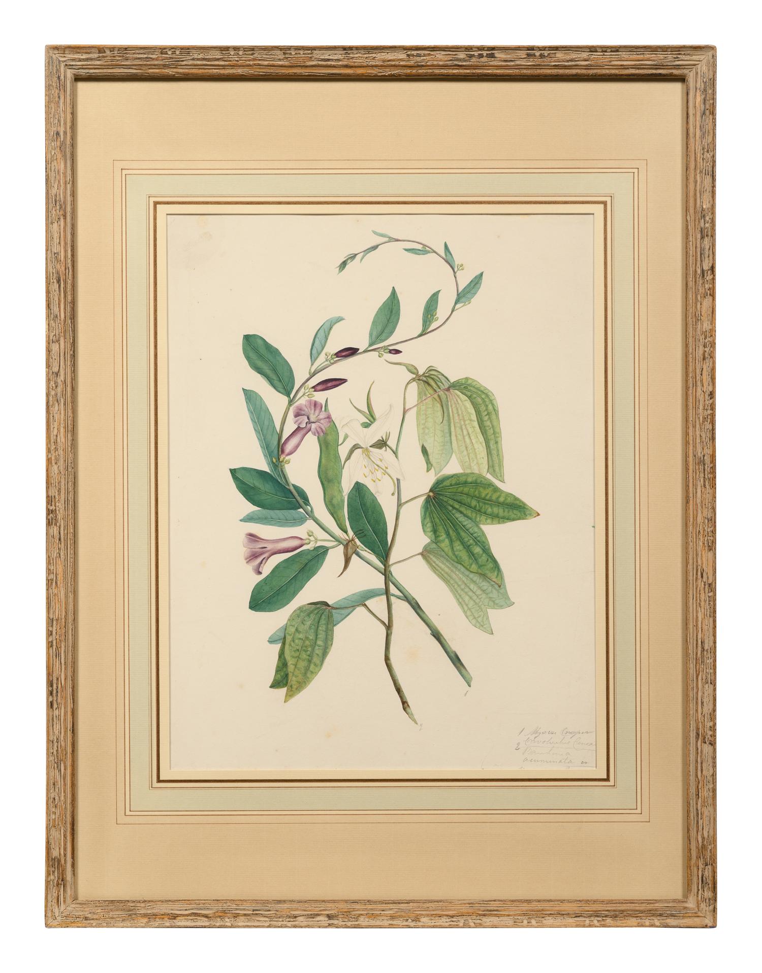 A Set of Six Botanical Artworks