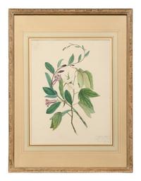 A Set of Six Botanical Artworks