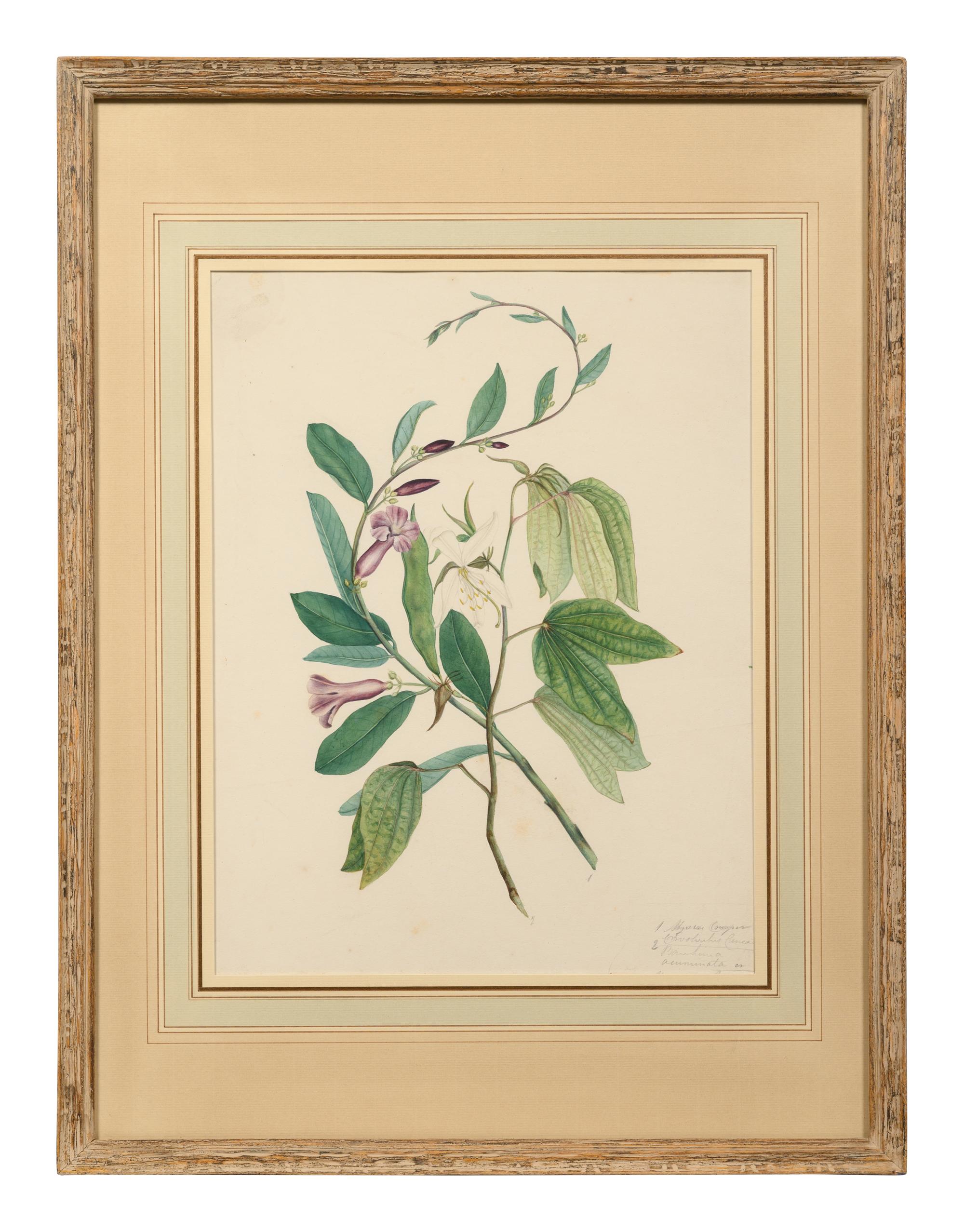 A Set of Six Botanical Artworks