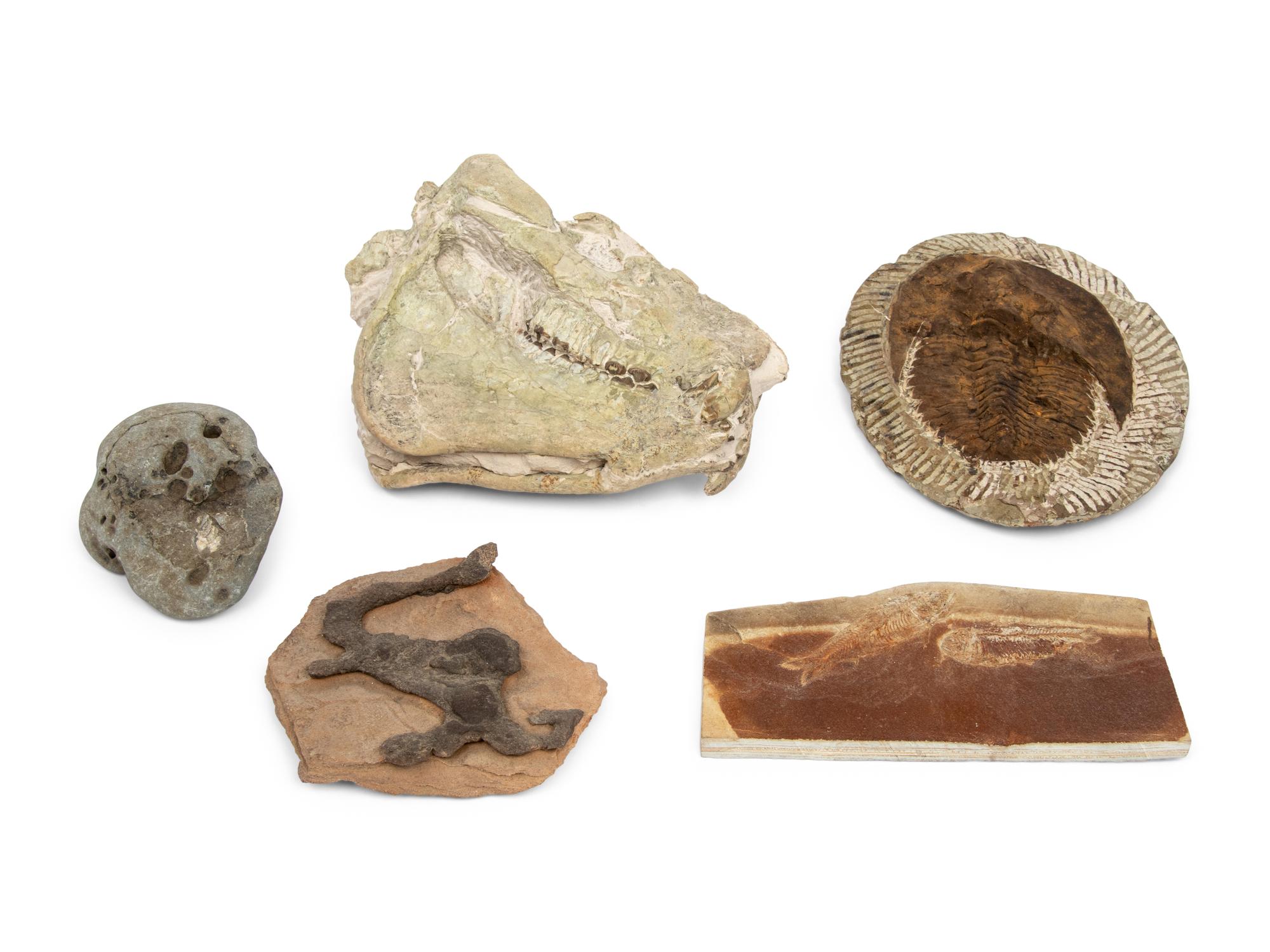 Five Prehistoric Fossils