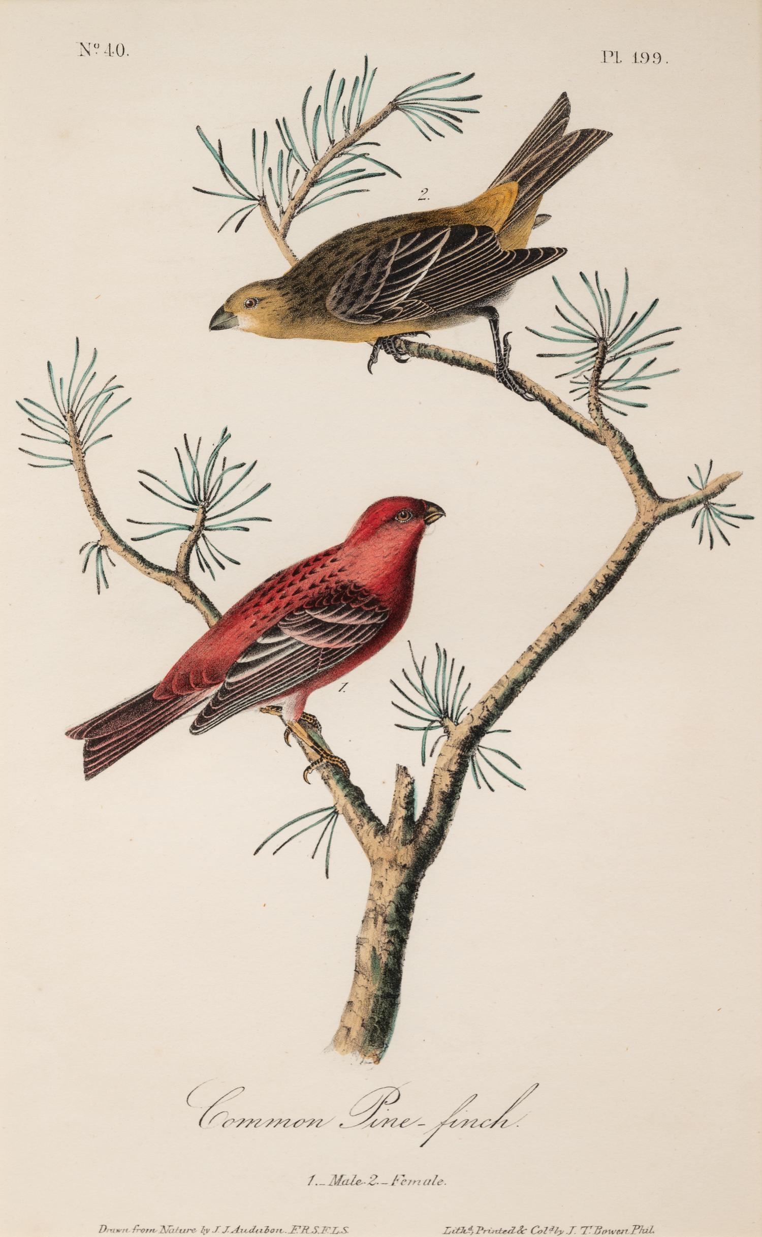 AUDUBON, John James (1785-1852) et al, after A group of 10 octavo-format prints, comprising: