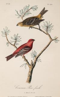 AUDUBON, John James (1785-1852) et al, after A group of 10 octavo-format prints, comprising: