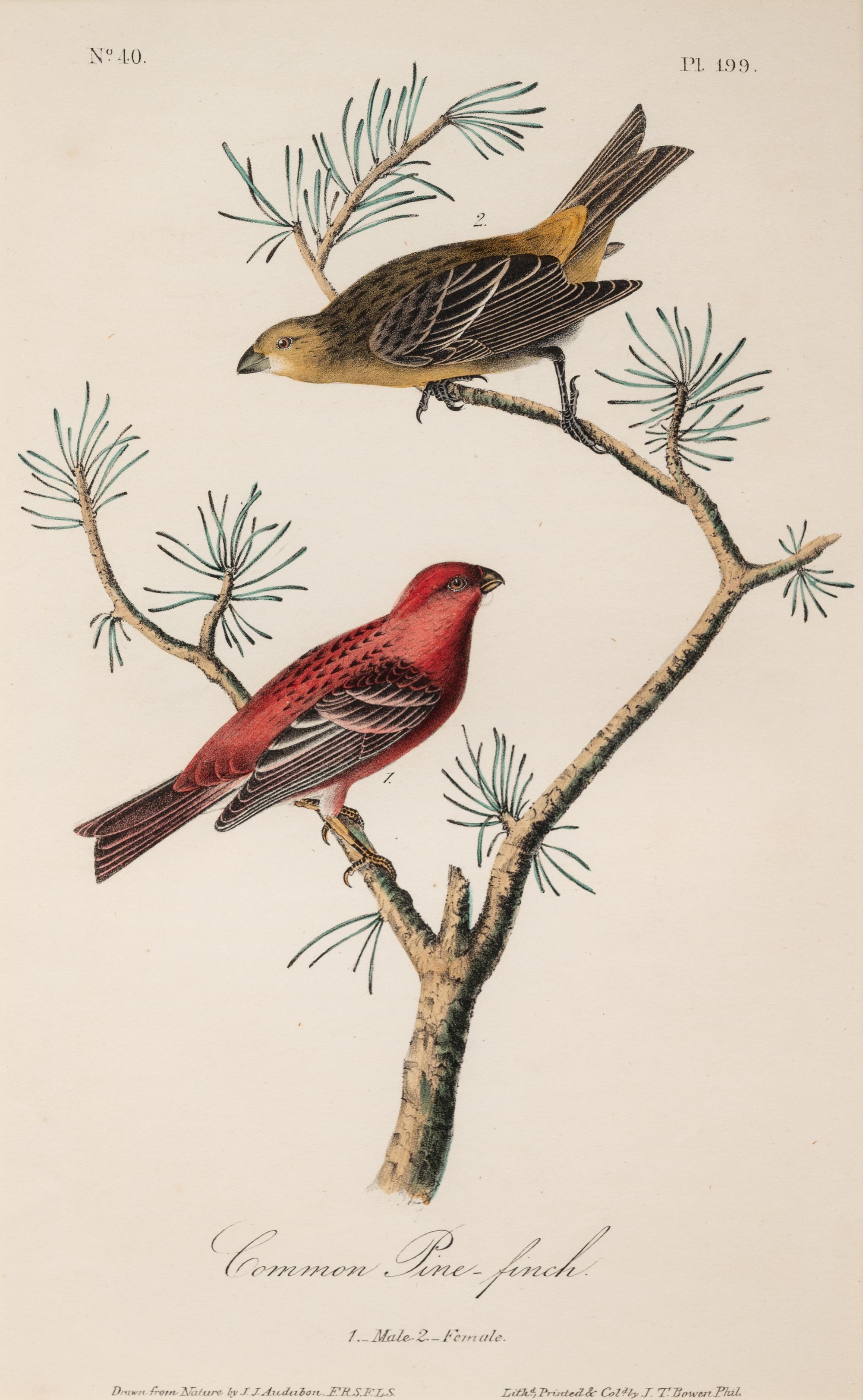 AUDUBON, John James (1785-1852) et al, after A group of 10 octavo-format prints, comprising: